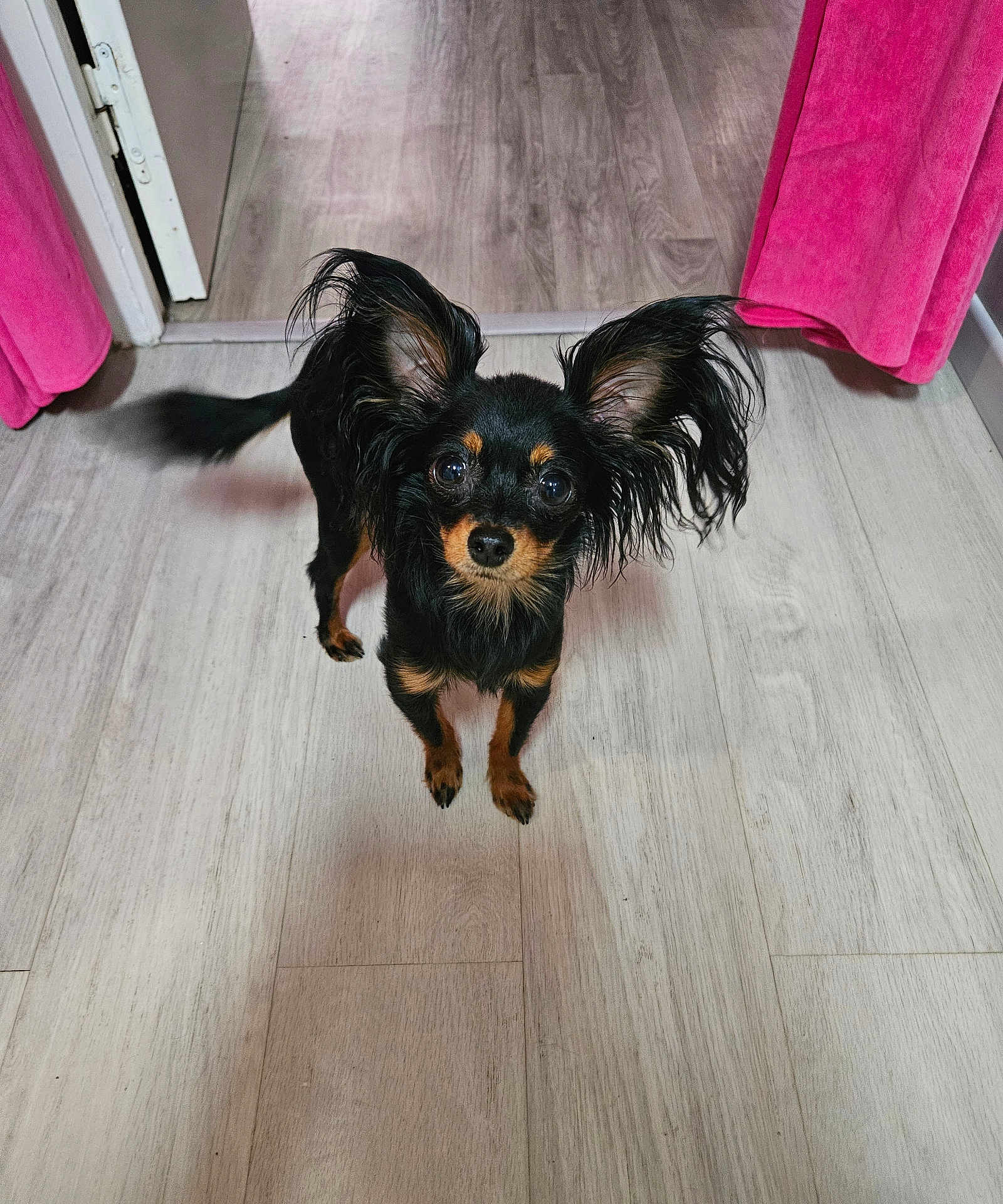 Naya participe au concours pour gagner de l'argent avec cette photo : dog, small_dog, toy_breed, long_ears, black_and_tan, looking_up, standing, hardwood_floor, indoor, curious, pet, ears_flared, tail_wag, tiny_paws, doorway, pink_curtain, shadow, portrait, companion, groomed