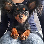 Naya a rejoint le concours — aidez-le/la à gagner de superbes lots ! dog, small_dog, pet, lap, ears, paws, black_and_tan, close_up, portrait, person_partial, jeans, sweater, sofa, indoor, companion, fur, muzzle, eyes, necklace, cute