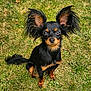 Naya participe au concours pour gagner de l'argent avec cette photo : dog, small_dog, toy_breed, black_and_tan, long_ears, fluffy_ears, pet, animal, grass, outdoor, sitting, portrait, cute, fur, tail, eyes, looking_at_camera, head_tilt, close_up, nature