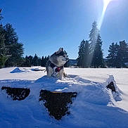 Kona is registered to the contest to win money with this photo: dog, husky, snow, winter, sunlight, tree, pine_tree, outdoor, nature, blue_sky, snowy_ground, animal, canine, sunbeam, forest, daylight, pet, cold, frost, scenic