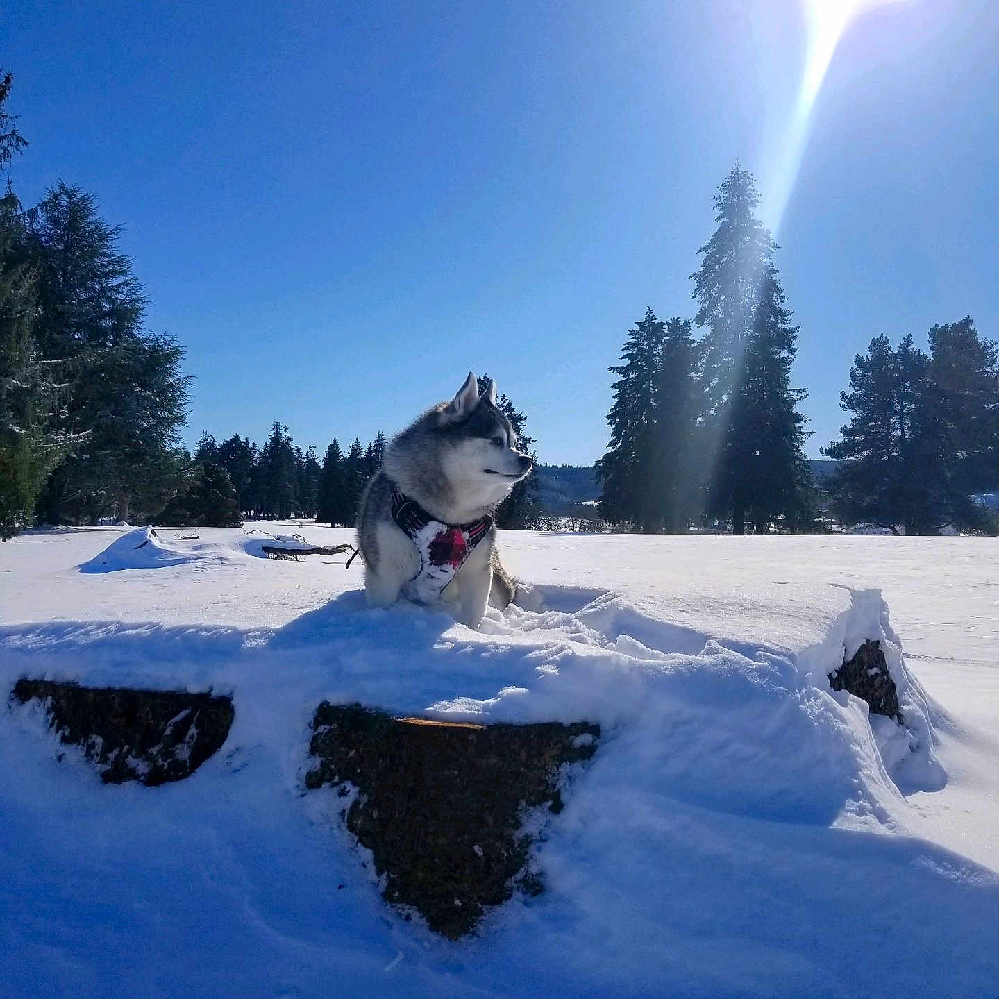 Kona is registered to the contest to win money with this photo: animal, blue_sky, canine, cold, daylight, dog, forest, frost, husky, nature, outdoor, pet, pine_tree, scenic, snow, snowy_ground, sunbeam, sunlight, tree, winter
