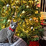 cat, gray_cat, black_cat, christmas_tree, ornaments, lights, cushion, striped_cushion, red_collar, holiday, festive, indoor, decorations, tree_skirt, furniture, pet, curious, cozy, home, celebration