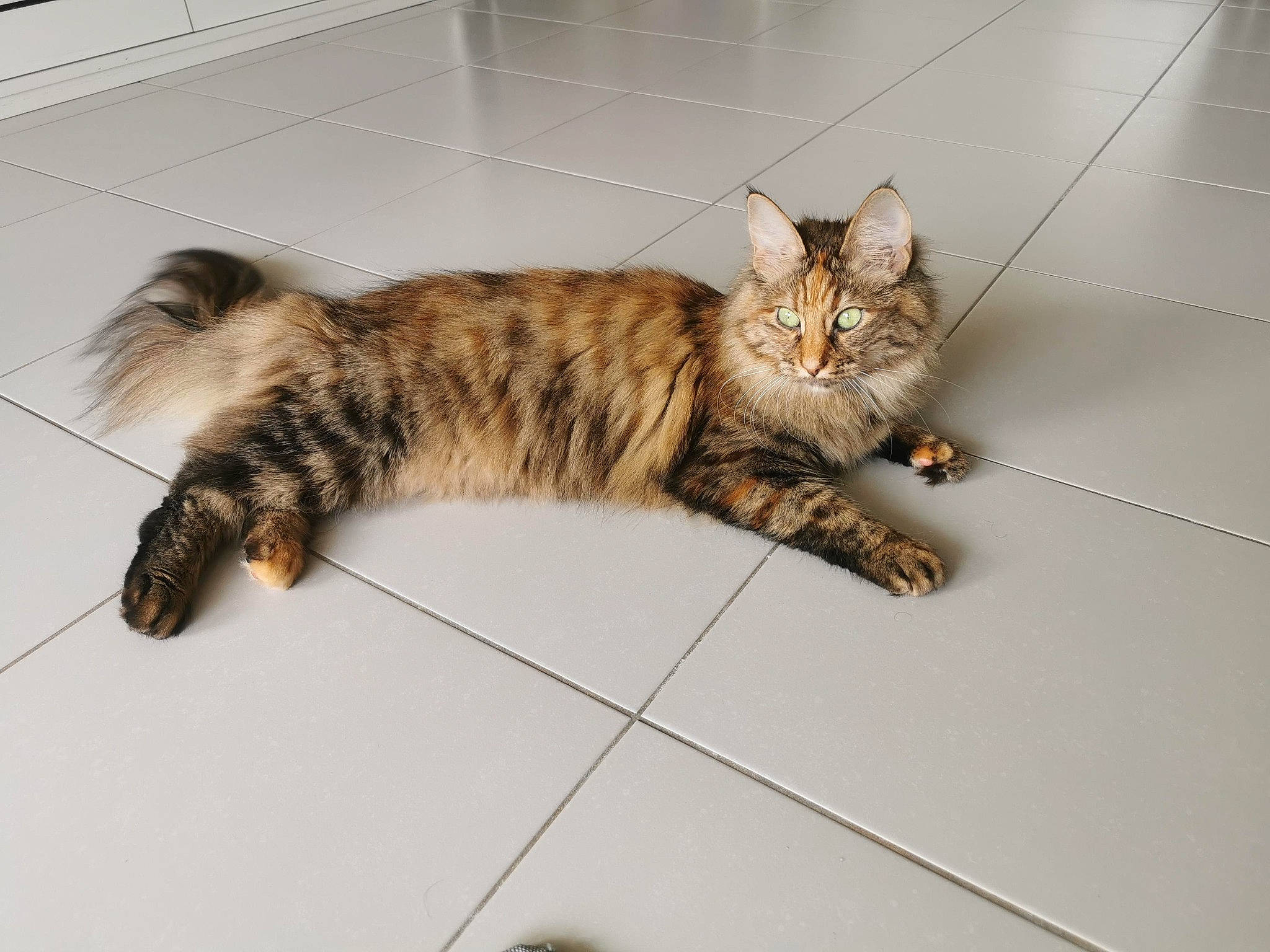 Rebelle a rejoint le concours — aidez-le/la à gagner de superbes lots ! carnivore, cat, claw, domestic_short_haired_cat, felidae, flooring, fur, hardwood, paw, small_to_medium_sized_cats, snout, tail, terrestrial_animal, whiskers, wood