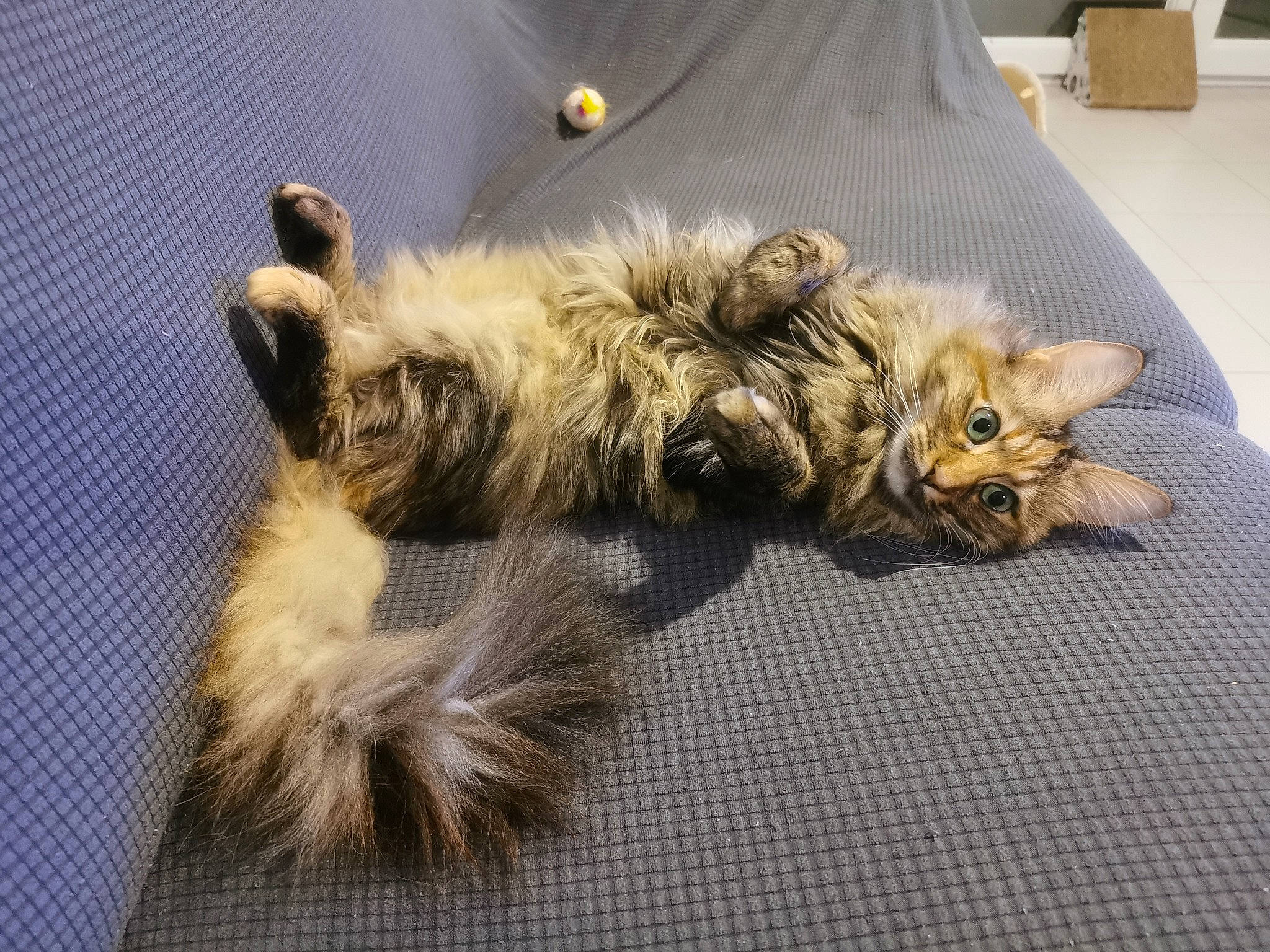 Rebelle a rejoint le concours — aidez-le/la à gagner de superbes lots ! canidae, carnivore, cat, claw, comfort, companion_dog, dog_breed, fawn, felidae, flooring, fur, nap, paw, puppy, small_to_medium_sized_cats, sporting_group, tail, terrestrial_animal, whiskers