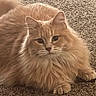 Chuy is registered to the contest to win money with this photo: cat, ginger_cat, fluffy, long_hair, pet, animal, carpet, indoor, relaxed, cute, feline, whiskers, paws, tail, mammal, domestic_animal, close_up, resting, fur, portrait