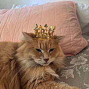 Chuy joined the competition — help win amazing prizes! cat, ginger_cat, fluffy_fur, crown, golden_crown, pearls, bed, pillow, pink_pillow, floral_bedsheet, indoor, pet, feline, resting, close_up, domestic_animal, cute, animal_portrait, relaxed, soft_light
