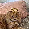 animal_portrait, bed, cat, close_up, crown, cute, domestic_animal, feline, floral_bedsheet, fluffy_fur, ginger_cat, golden_crown, indoor, pearls, pet, pillow, pink_pillow, relaxed, resting, soft_light