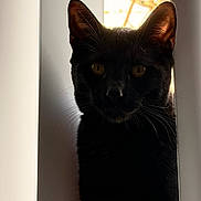 Dabi joined the competition — help win amazing prizes! black_cat, cat, pet, animal, whiskers, ears, amber_eyes, silhouette, shadow, backlight, window, white_panel, narrow_gap, closeup, indoor, curious, mysterious, feline, quiet, staring