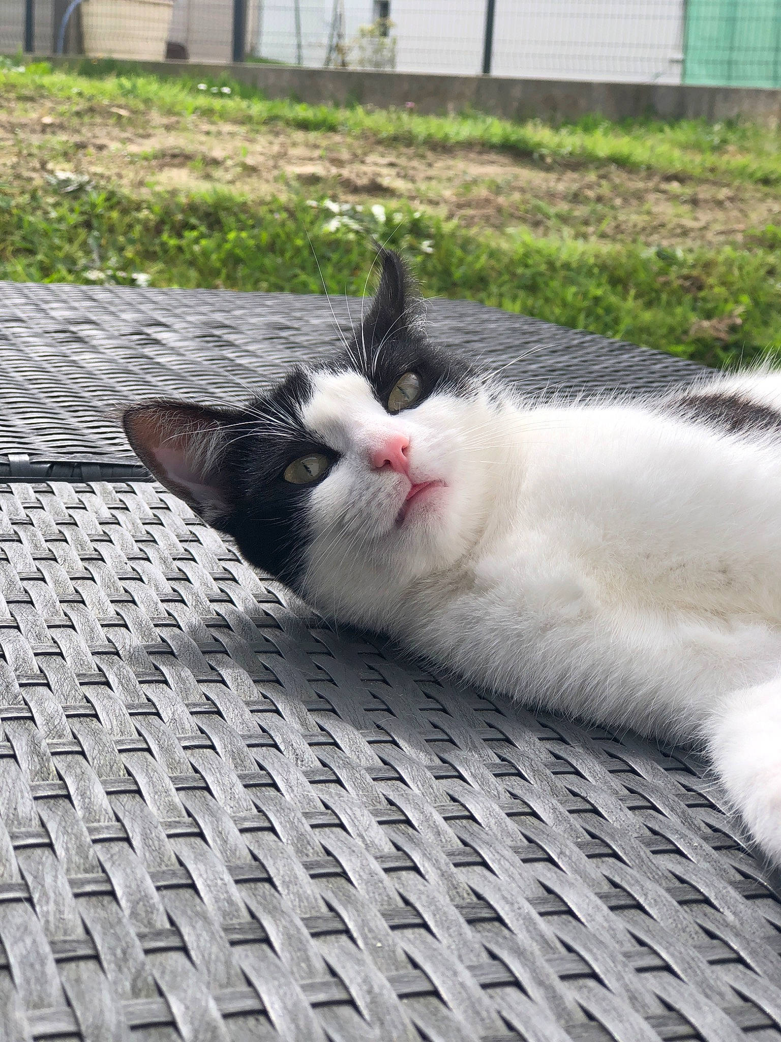 Perle a rejoint le concours — aidez-le/la à gagner de superbes lots ! aegean_cat, carnivore, cat, domestic_short_haired_cat, european_shorthair, felidae, fur, grass, kitten, polydactyl_cat, small_to_medium_sized_cats, snout, turkish_van, whiskers