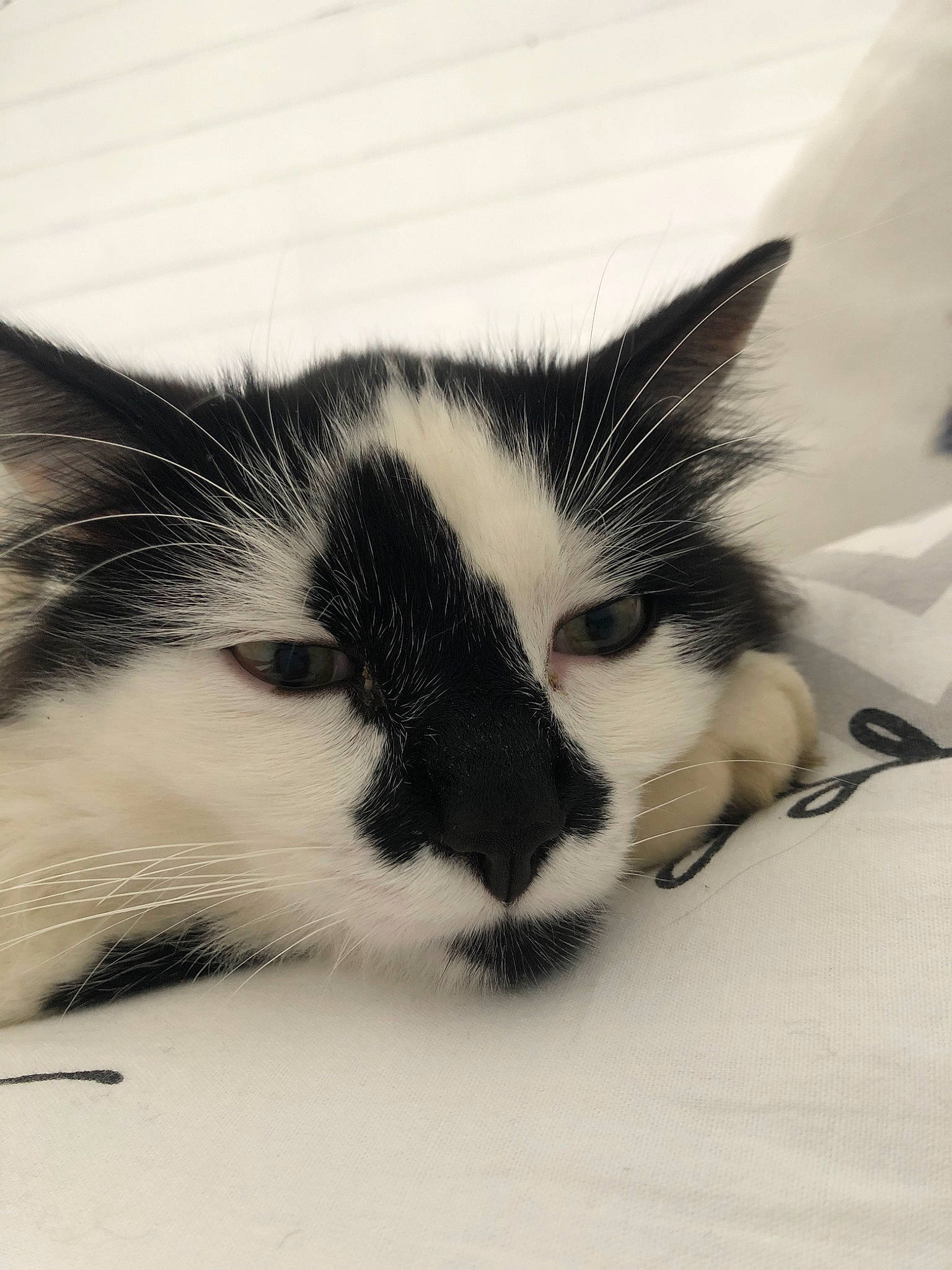 Pilea participe au concours pour gagner de l'argent avec cette photo : aegean_cat, black_and_white, carnivore, cat, domestic_short_haired_cat, ear, european_shorthair, eye, felidae, fur, kitten, nose, skin, sky, small_to_medium_sized_cats, snout, whiskers