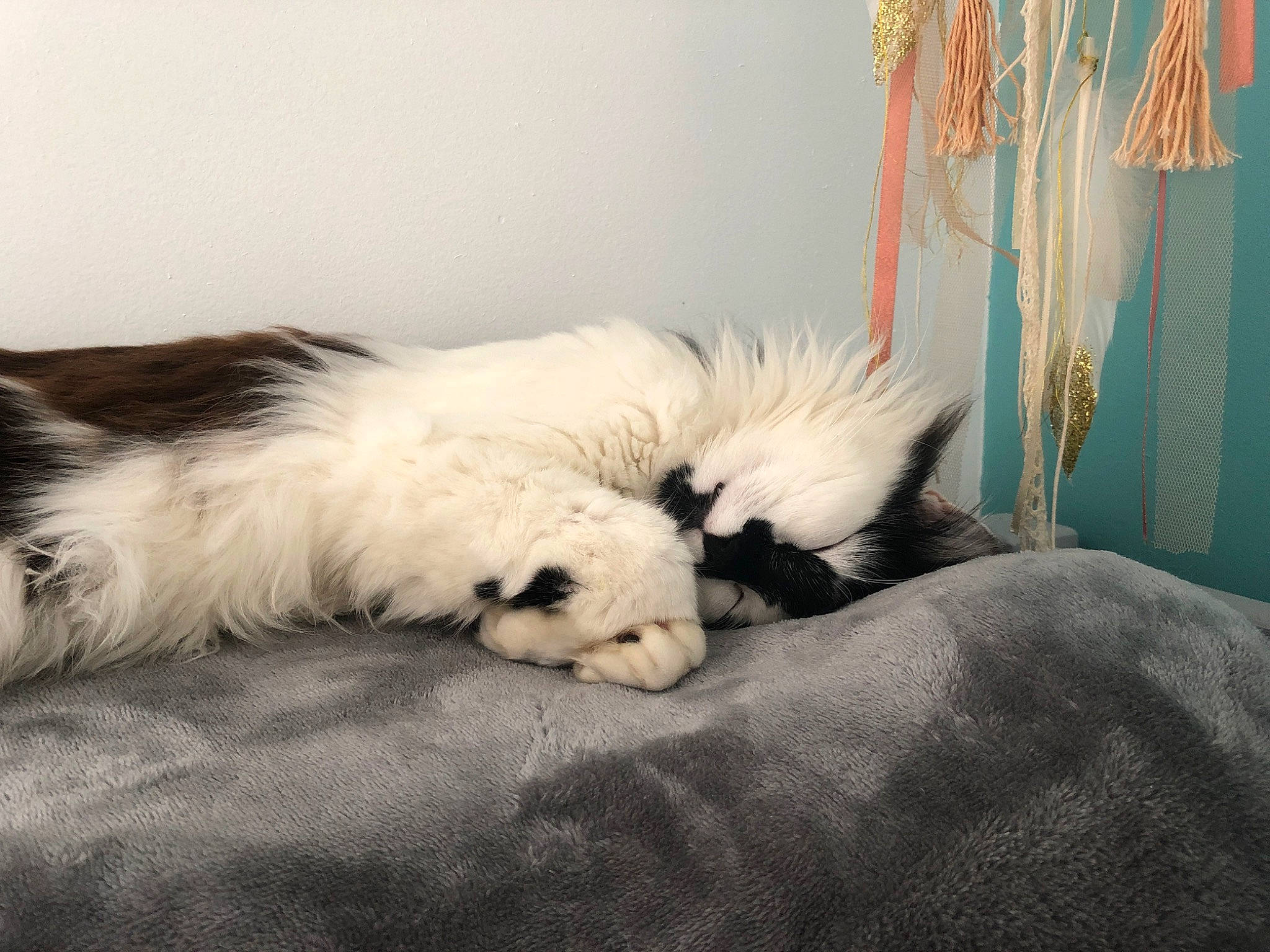 Pilea a rejoint le concours — aidez-le/la à gagner de superbes lots ! canidae, carnivore, cat, companion_dog, dog, dog_breed, fur, nap, old_english_sheepdog, puppy, shih_tzu, tail, whiskers