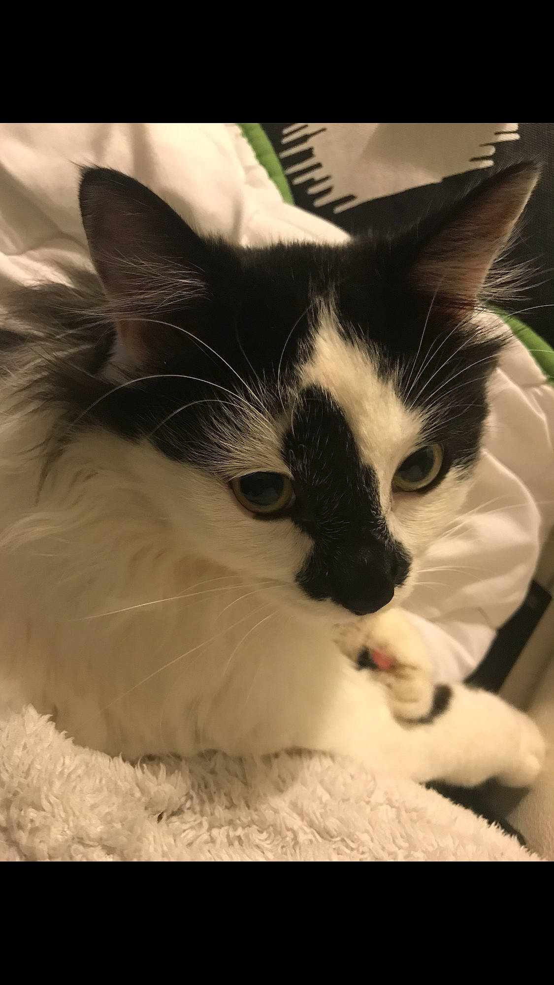 Pilea a rejoint le concours — aidez-le/la à gagner de superbes lots ! aegean_cat, asian, balinese, birman, carnivore, cat, domestic_long_haired_cat, domestic_short_haired_cat, eye, felidae, kitten, mammal, ragdoll, small_to_medium_sized_cats, snapshot, snout, snowshoe, vertebrate, whiskers