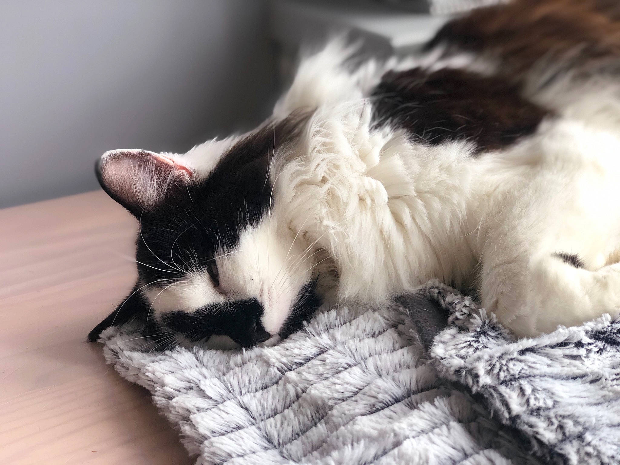 Pilea participe au concours pour gagner de l'argent avec cette photo : black_and_white, carnivore, cat, domestic_short_haired_cat, ear, felidae, fur, kitten, nap, paw, polydactyl_cat, sleep, small_to_medium_sized_cats, snout, tail, whiskers