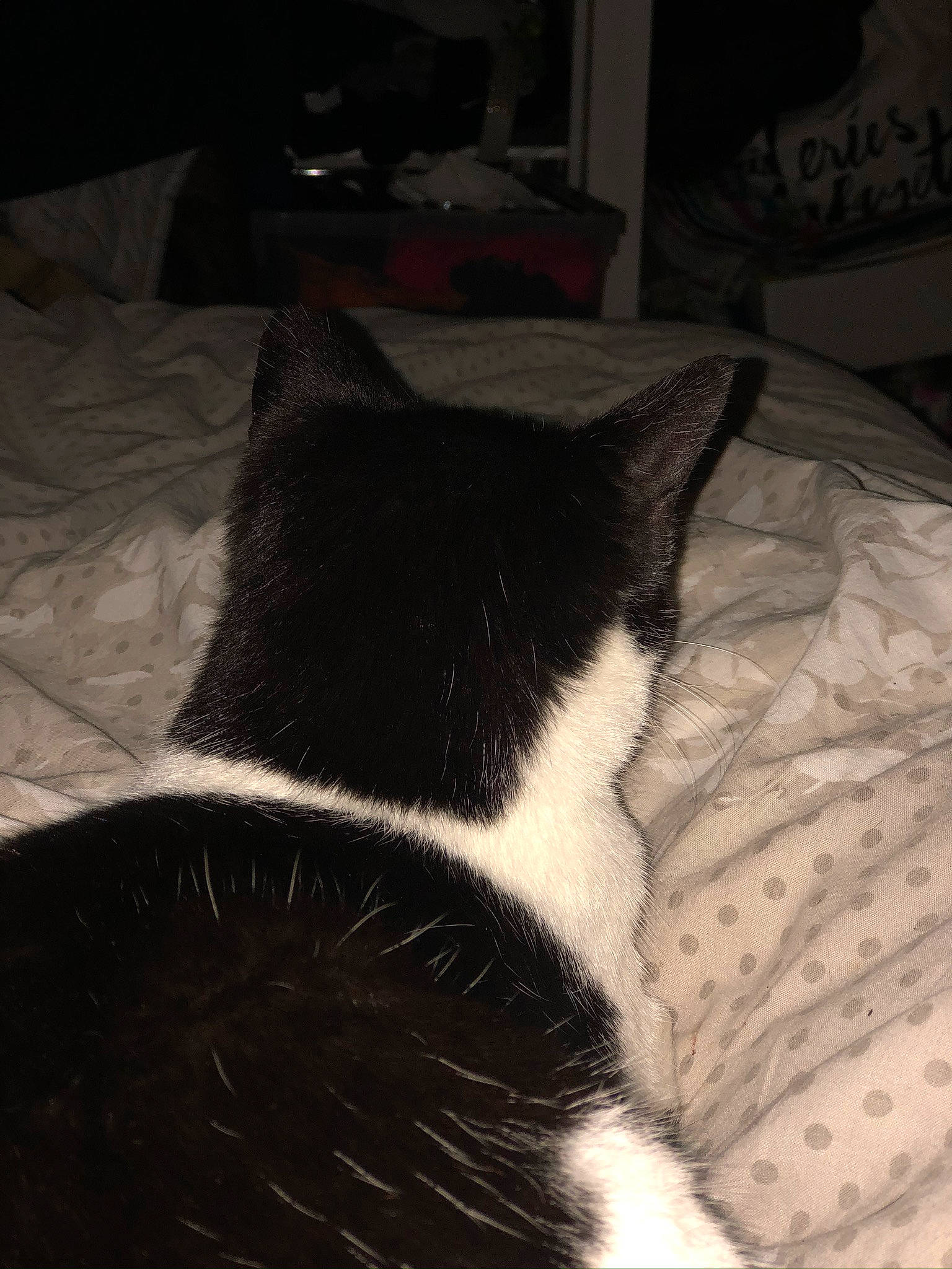 Félix a rejoint le concours — aidez-le/la à gagner de superbes lots ! black, black_and_white, black_cat, carnivore, cat, domestic_short_haired_cat, ear, felidae, fur, furniture, nap, sleep, small_to_medium_sized_cats, snout, tail, whiskers