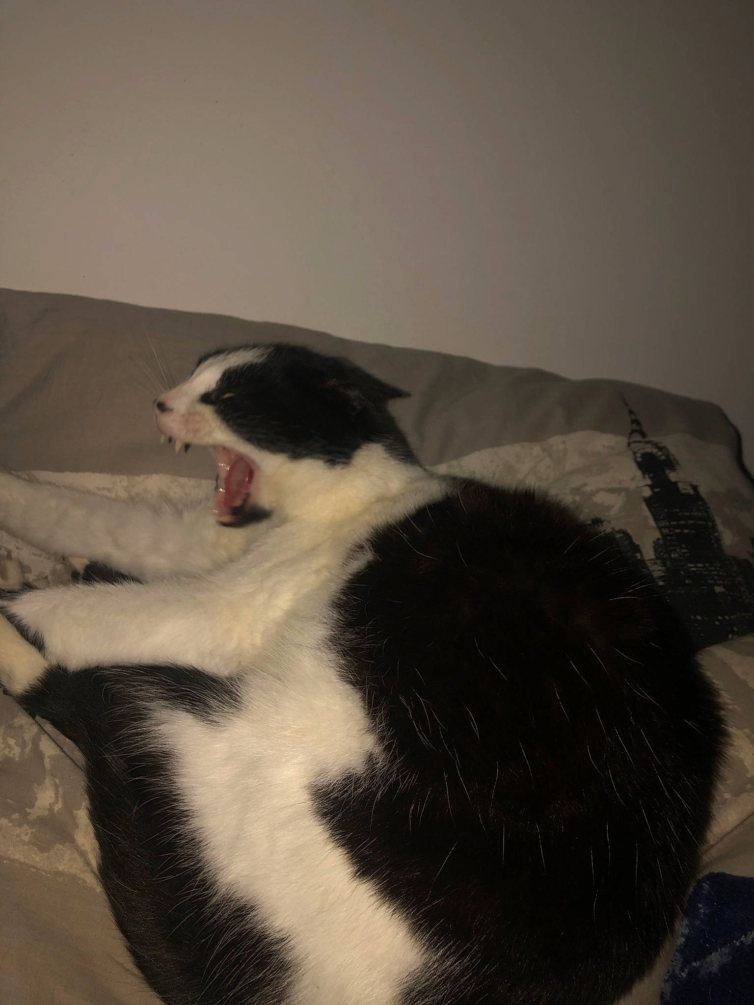 Félix a rejoint le concours — aidez-le/la à gagner de superbes lots ! carnivore, cat, felidae, fur, small_to_medium_sized_cats, tail, whiskers