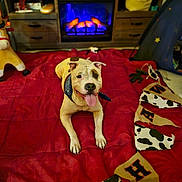 Stacks is registered to the contest to win money with this photo: dog, bandana, blanket, red, indoor, fireplace, furniture, decor, toy, bunting, cow_print, cozy, pet, tongue_out, smiling, floor, living_room, wood, sitting, playful