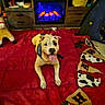 dog, bandana, blanket, red, indoor, fireplace, furniture, decor, toy, bunting, cow_print, cozy, pet, tongue_out, smiling, floor, living_room, wood, sitting, playful