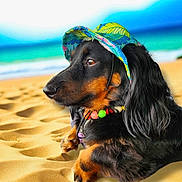 Olive is registered to the contest to win money with this photo: dog, dachshund, beach, sand, hat, colorful, necklace, pet, animal, outdoor, sunny, relaxed, side_view, black_and_tan, summer, nature, canine, portrait, vacation, leisure