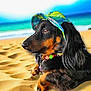 dog, dachshund, beach, sand, hat, colorful, necklace, pet, animal, outdoor, sunny, relaxed, side_view, black_and_tan, summer, nature, canine, portrait, vacation, leisure