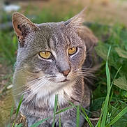 Totoro a rejoint le concours — aidez-le/la à gagner de superbes lots ! cat, gray_cat, tabby_cat, animal, pet, outdoor, grass, earth, nature, relaxing, closeup, whiskers, paws, yellow_eyes, feline, mammal, wildlife, blurred_background, greenery, daylight