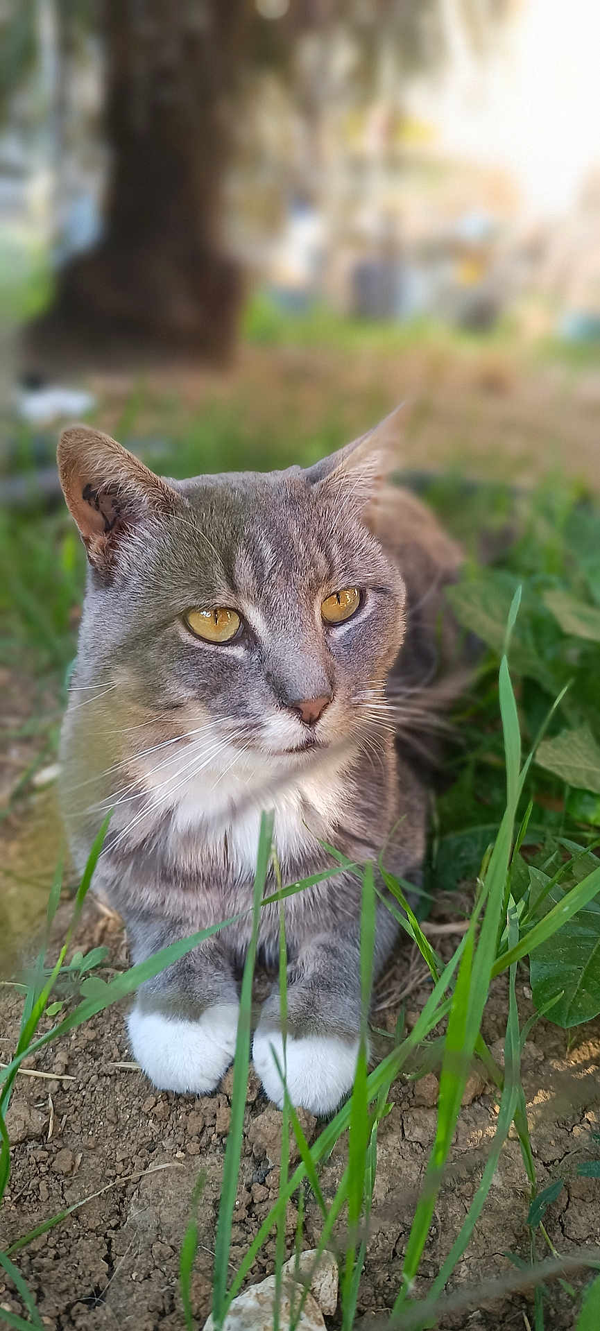 Totoro