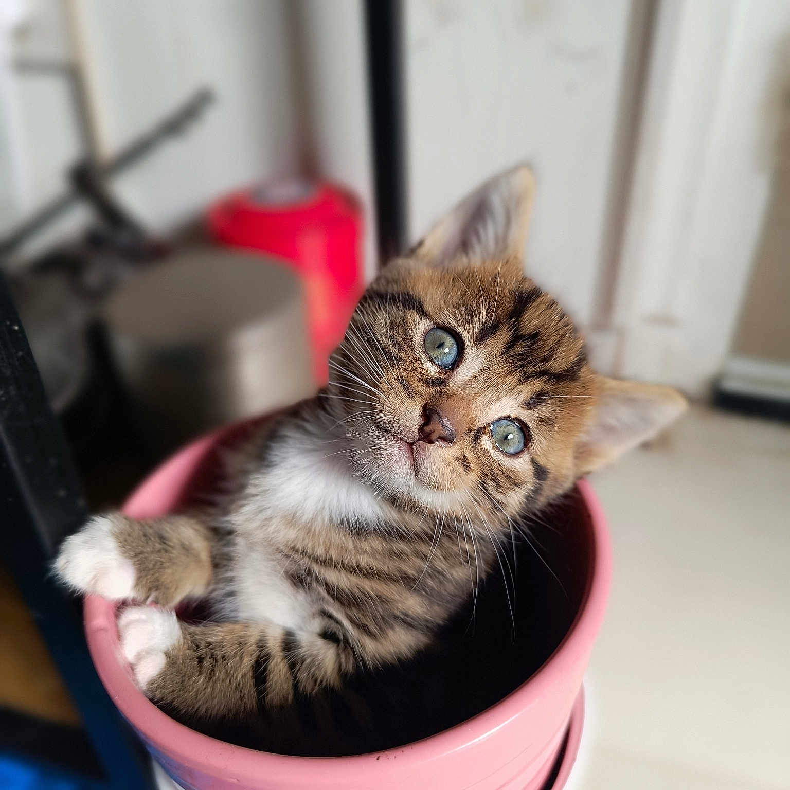 Minimoy