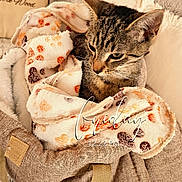 Goku participe au concours pour gagner de l'argent avec cette photo : cat, tabby, blanket, bag, fabric, cozy, home, pillow, fur, indoor, pet, cute, resting, soft, furniture, pattern, warm_lighting, relaxing, animal, domestic_cat