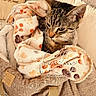 cat, tabby, blanket, bag, fabric, cozy, home, pillow, fur, indoor, pet, cute, resting, soft, furniture, pattern, warm_lighting, relaxing, animal, domestic_cat