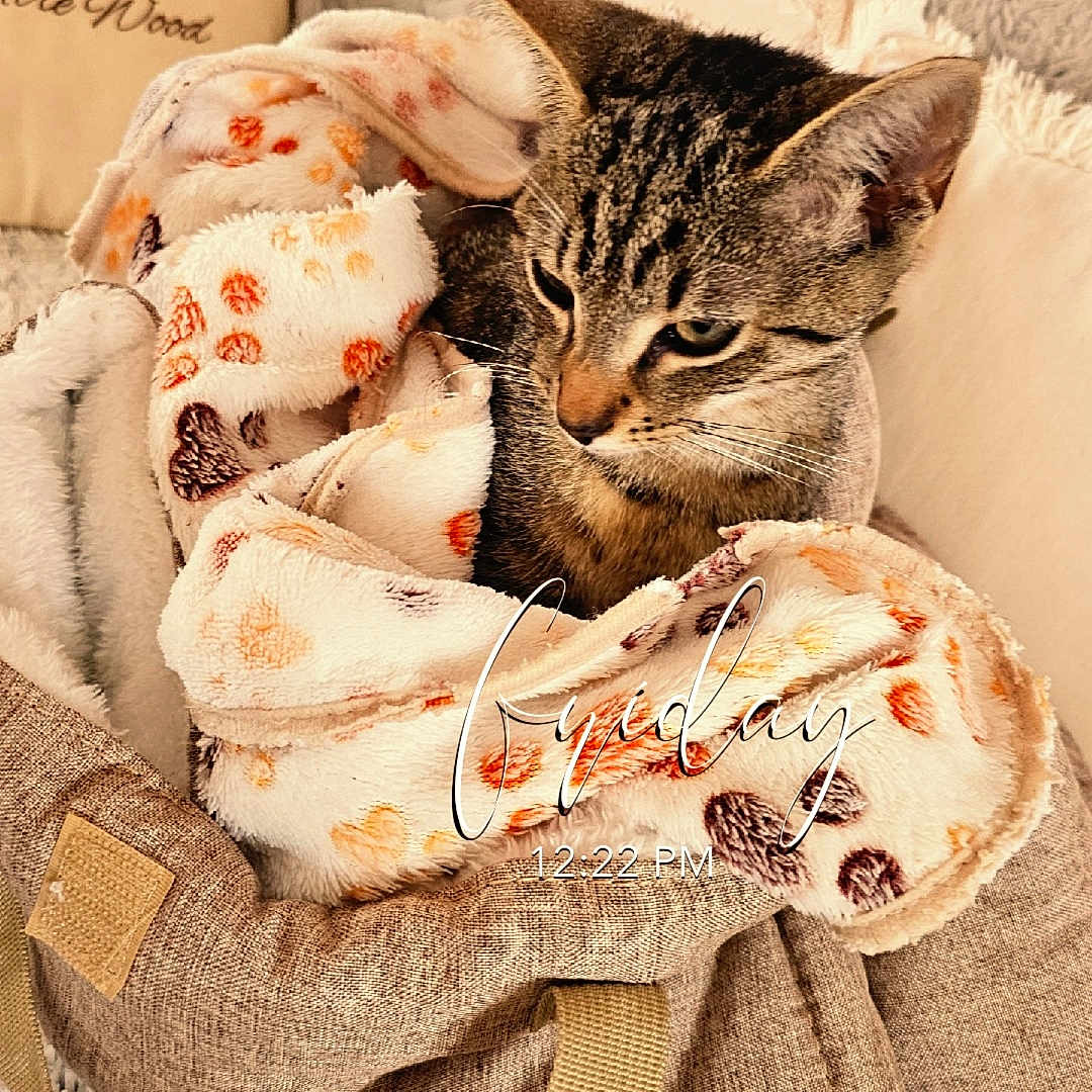 Goku participe au concours pour gagner de l'argent avec cette photo : cat, tabby, blanket, bag, fabric, cozy, home, pillow, fur, indoor, pet, cute, resting, soft, furniture, pattern, warm_lighting, relaxing, animal, domestic_cat