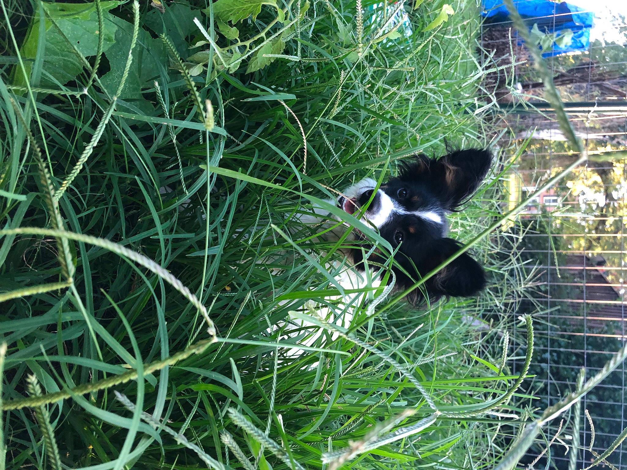 Khuma Jones joined the competition — help win amazing prizes! border_collie, canidae, carnivore, grass, grass_family, plant, sporting_group