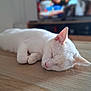 cat, white_cat, sleeping, close_up, wooden_surface, indoor, pet, feline, cute, relaxed, animal, domestic_cat, whiskers, ears, fur, nap, resting, soft_light, blurred_background, peaceful