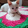 Locky participe au concours pour gagner de l'argent avec cette photo : kitten, cat, white_cat, blue_eyes, indoor, rug, colorful_rug, pink, green, white, floor, tile_wall, cute, pet, animal, small, curious, lying_down, paws, close_up