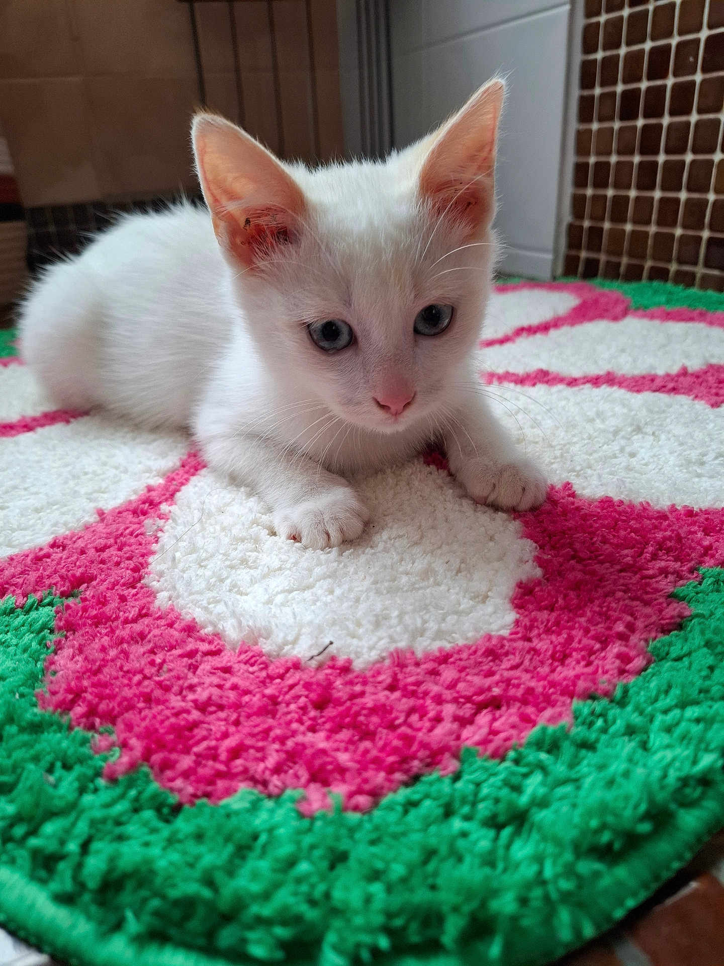 Locky participe au concours pour gagner de l'argent avec cette photo : kitten, cat, white_cat, blue_eyes, indoor, rug, colorful_rug, pink, green, white, floor, tile_wall, cute, pet, animal, small, curious, lying_down, paws, close_up