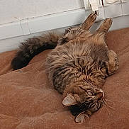 Lolotte participe au concours pour gagner de l'argent avec cette photo : cat, tabby, fluffy, indoor, lying_down, brown_cushion, paw, power_outlet, wall, relaxed, pet, feline, fur, whiskers, ears, floor, domestic_animal, resting, cute, animal