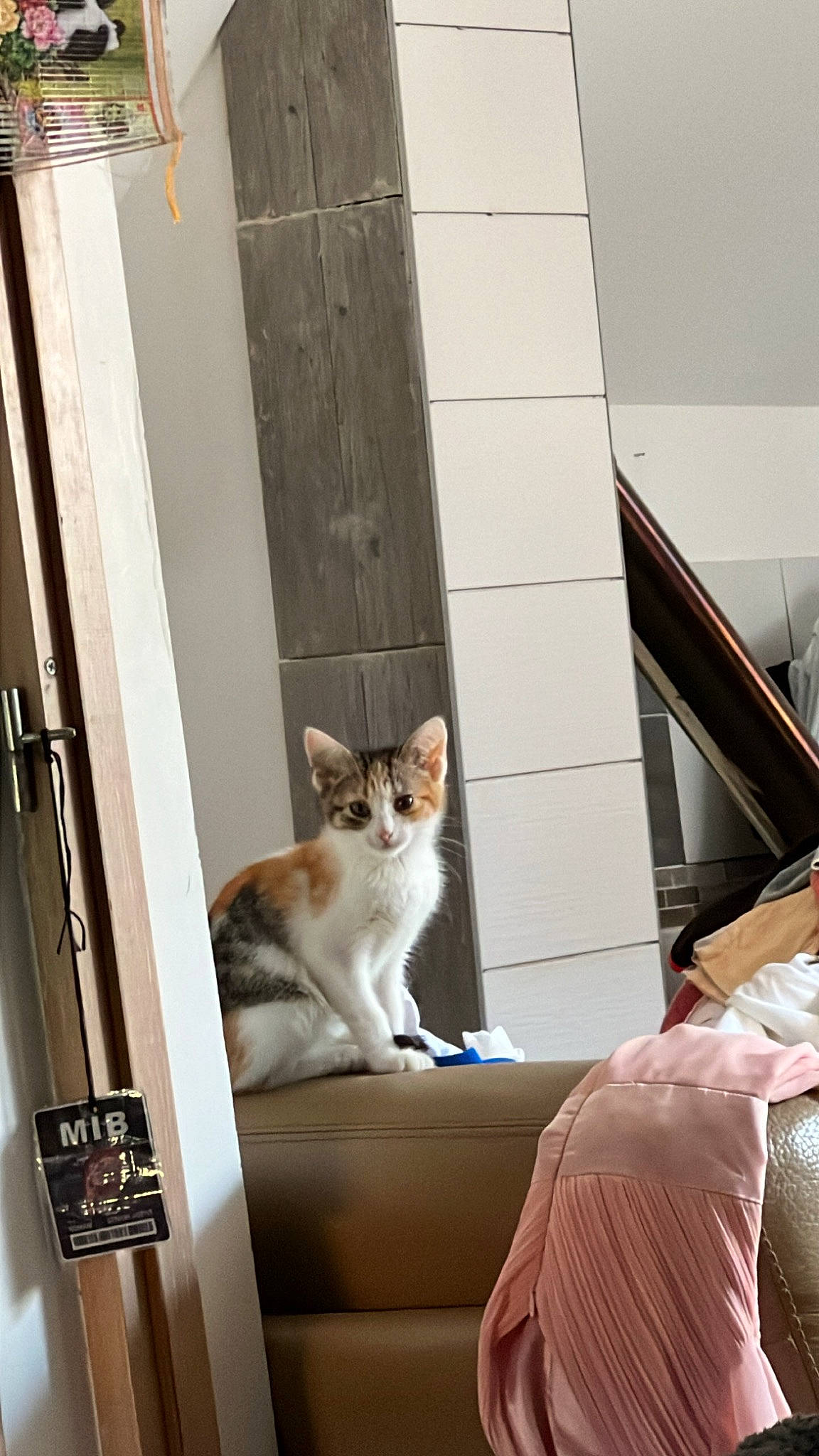 Liyaa participe au concours pour gagner de l'argent avec cette photo : building, carnivore, cat, comfort, daylighting, domestic_short_haired_cat, door, felidae, flooring, fur, hardwood, home_door, porch, room, sitting, small_to_medium_sized_cats, tail, whiskers, window, wood