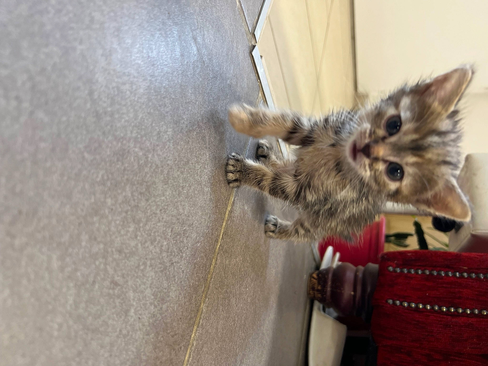 Liya participe au concours pour gagner de l'argent avec cette photo : canidae, carnivore, cat, claw, dog_breed, domestic_short_haired_cat, fawn, felidae, flooring, fur, paw, small_to_medium_sized_cats, snout, tail, terrestrial_animal, whiskers