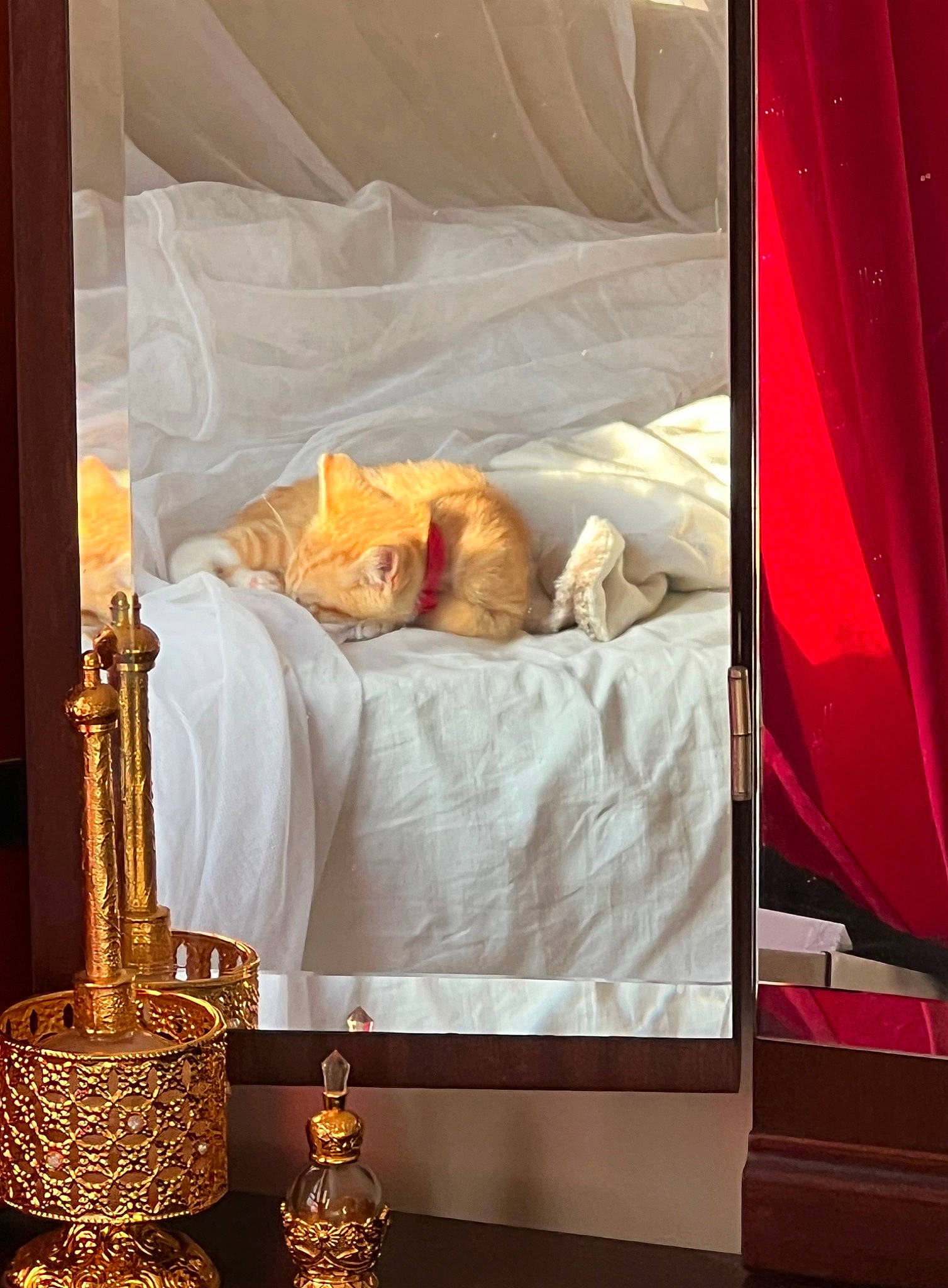 Fei participe au concours pour gagner de l'argent avec cette photo : bed, bed_sheet, bedding, bedroom, carnivore, cat, comfort, event, felidae, gold, interior_design, linens, metal, orange, rectangle, room, shade, still_life_photography, tints_and_shades, wood