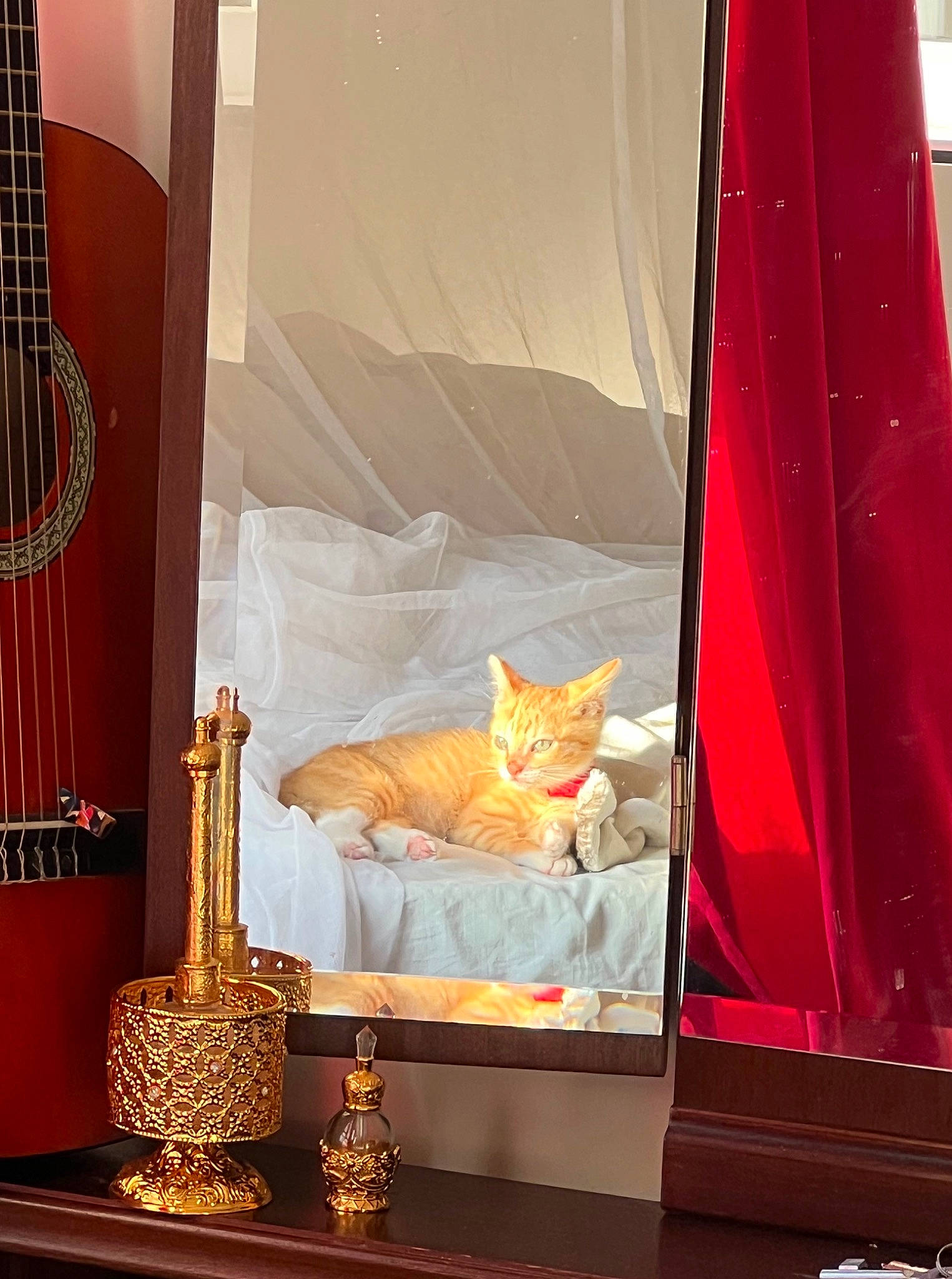 Fei a rejoint le concours — aidez-le/la à gagner de superbes lots ! carnivore, cat, comfort, display_case, felidae, interior_design, light, linens, musical_instrument, orange, plucked_string_instruments, rectangle, red, room, shade, small_to_medium_sized_cats, tints_and_shades, whiskers, window, wood