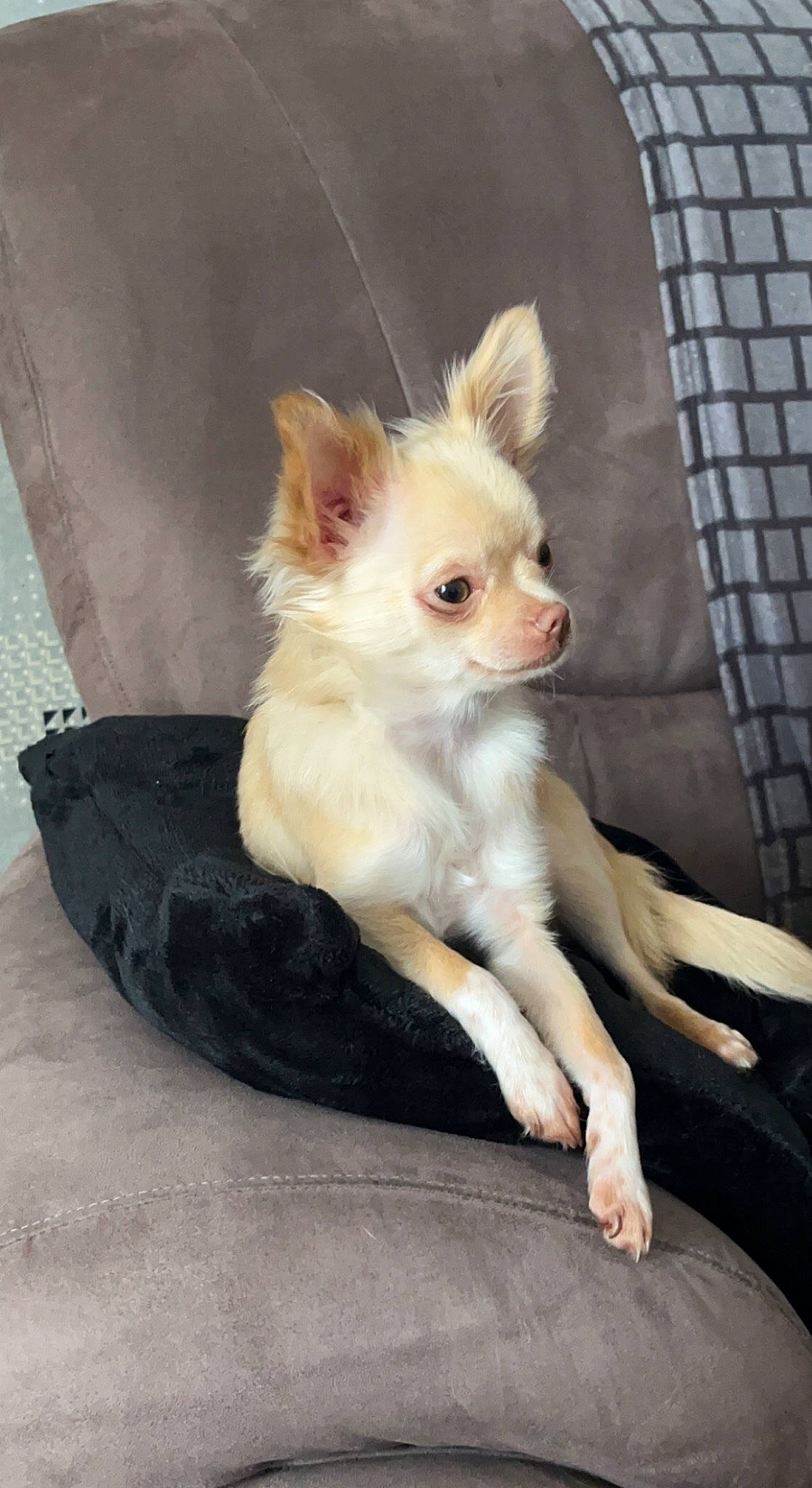 Talya participe au concours pour gagner de l'argent avec cette photo : canidae, carnivore, chihuahua, companion_dog, corgi_chihuahua, dog, dog_breed, dog_supply, ear, fawn, fur, non_sporting_group, small_terrier, snout, sporting_group, toy_dog, whiskers, working_animal