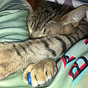 Bam is registered to the contest to win money with this photo: animal, blanket, cat, claw, closeup, cozy, cute, fabric, feline, fur, indoor, paw, pet, relaxed, resting, ring, sleeping, soft, striped, tabby