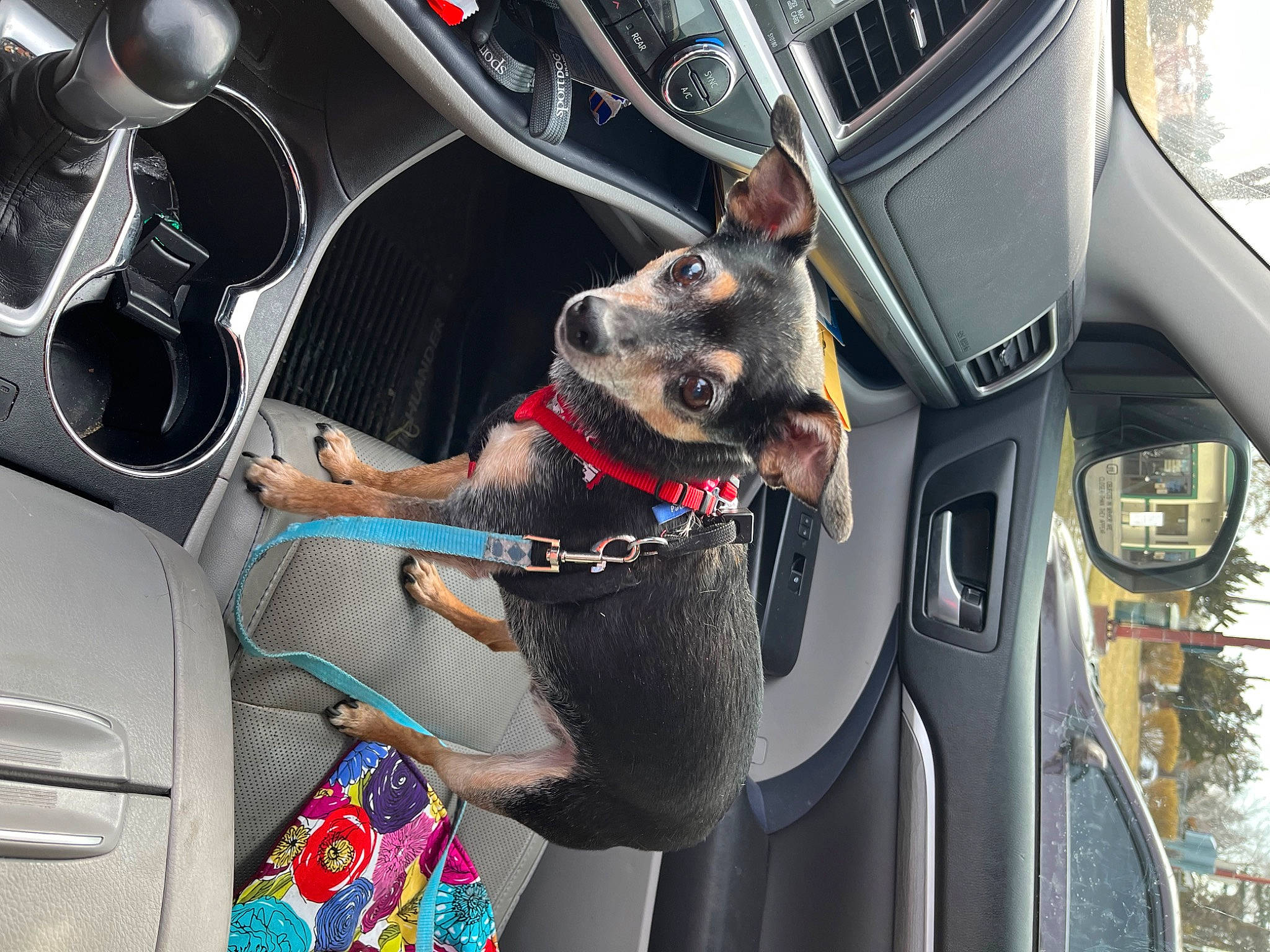 Huey is registered to the contest to win money with this photo: automotive_design, automotive_exterior, automotive_lighting, automotive_mirror, car, car_seat_cover, carnivore, center_console, dog, dog_breed, fawn, gear_shift, land_vehicle, mode_of_transport, motor_vehicle, personal_luxury_car, steering_part, steering_wheel, vehicle, vehicle_door