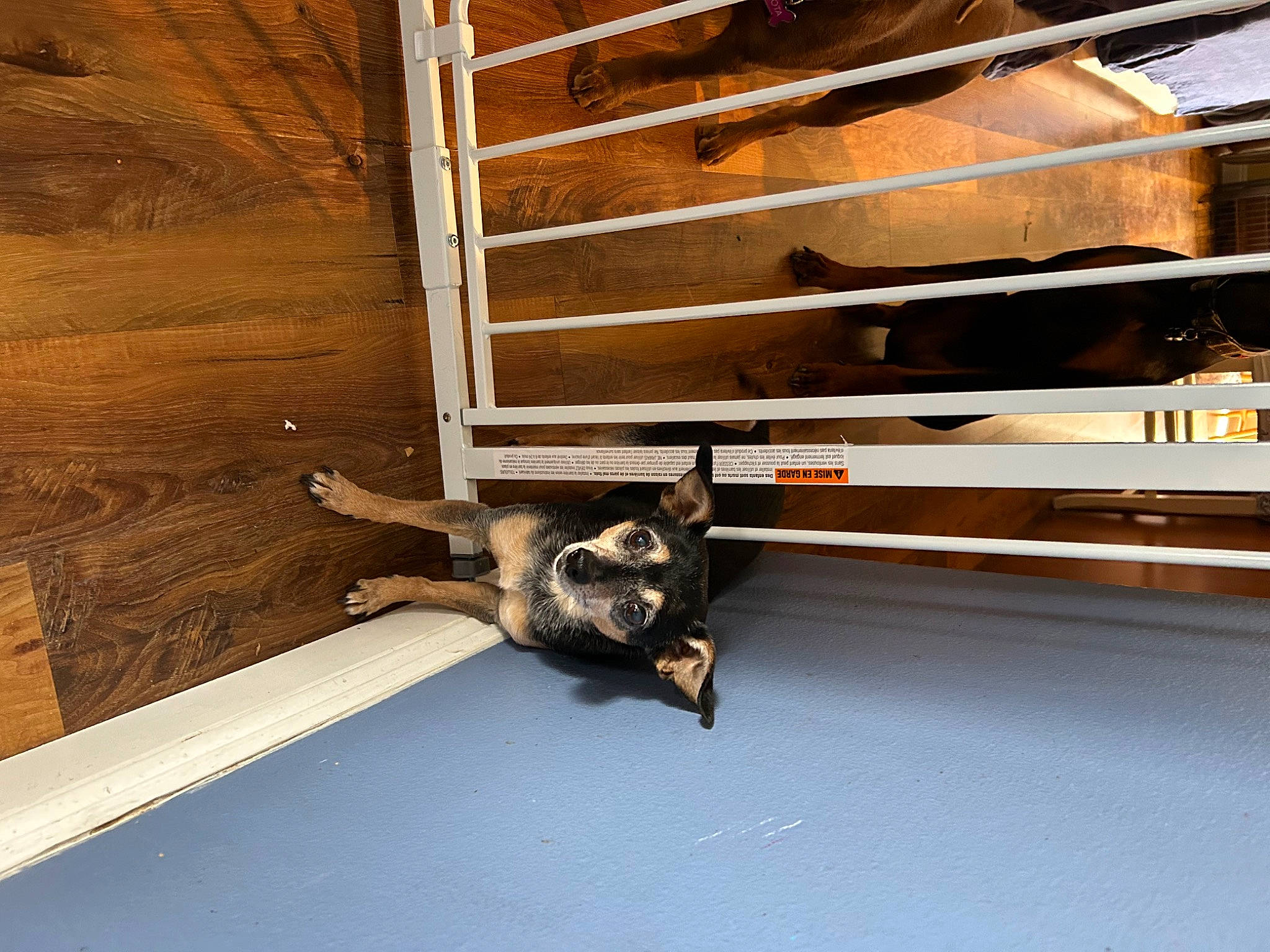 Huey joined the competition — help win amazing prizes! automotive_exterior, beam, bumper, cat, felidae, floor, flooring, hardwood, lumber, metal, pet_supply, plank, plywood, rectangle, room, shelf, shelving, small_to_medium_sized_cats, wood, wood_stain