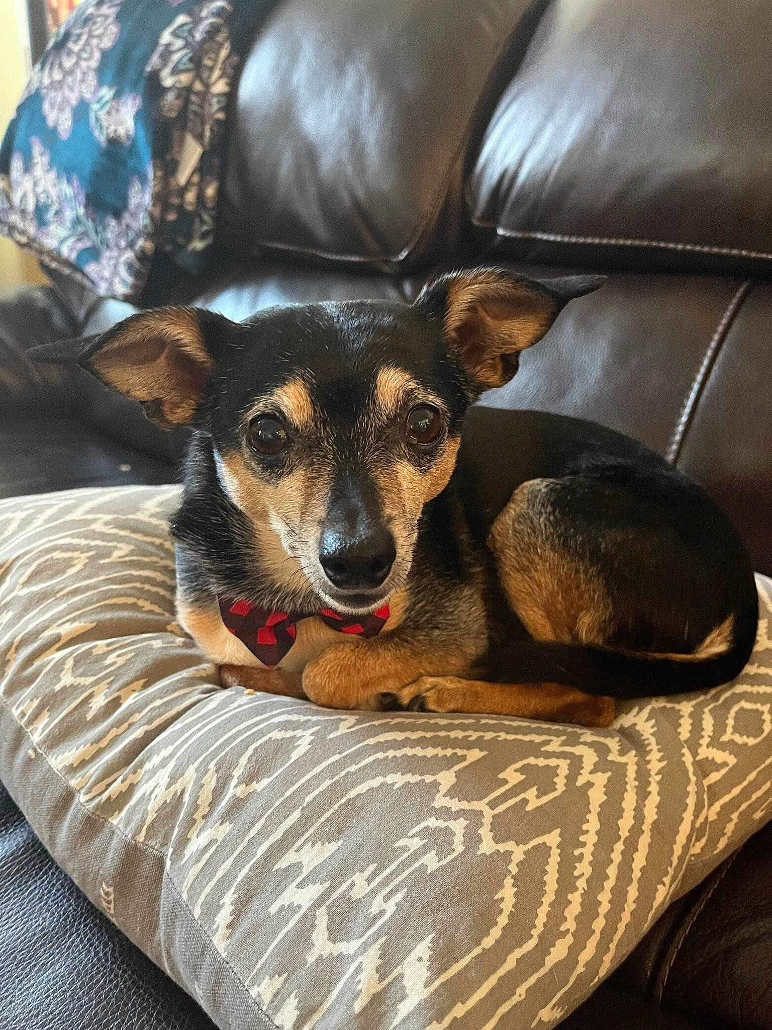 Huey joined the competition — help win amazing prizes! bored, canidae, carnivore, comfort, companion_dog, couch, dog, dog_breed, ear, fawn, fur, furniture, linens, living_room, room, snout, sporting_group, terrestrial_animal, whiskers, working_animal