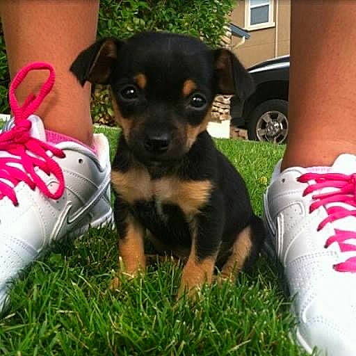 Huey is registered to the contest to win money with this photo: canidae, carmine, carnivore, companion_dog, dog, dog_breed, dog_clothes, dog_supply, fawn, grass, human_leg, lawn, plant, snout, sporting_group, tire, toy_dog, wheel, window, working_animal