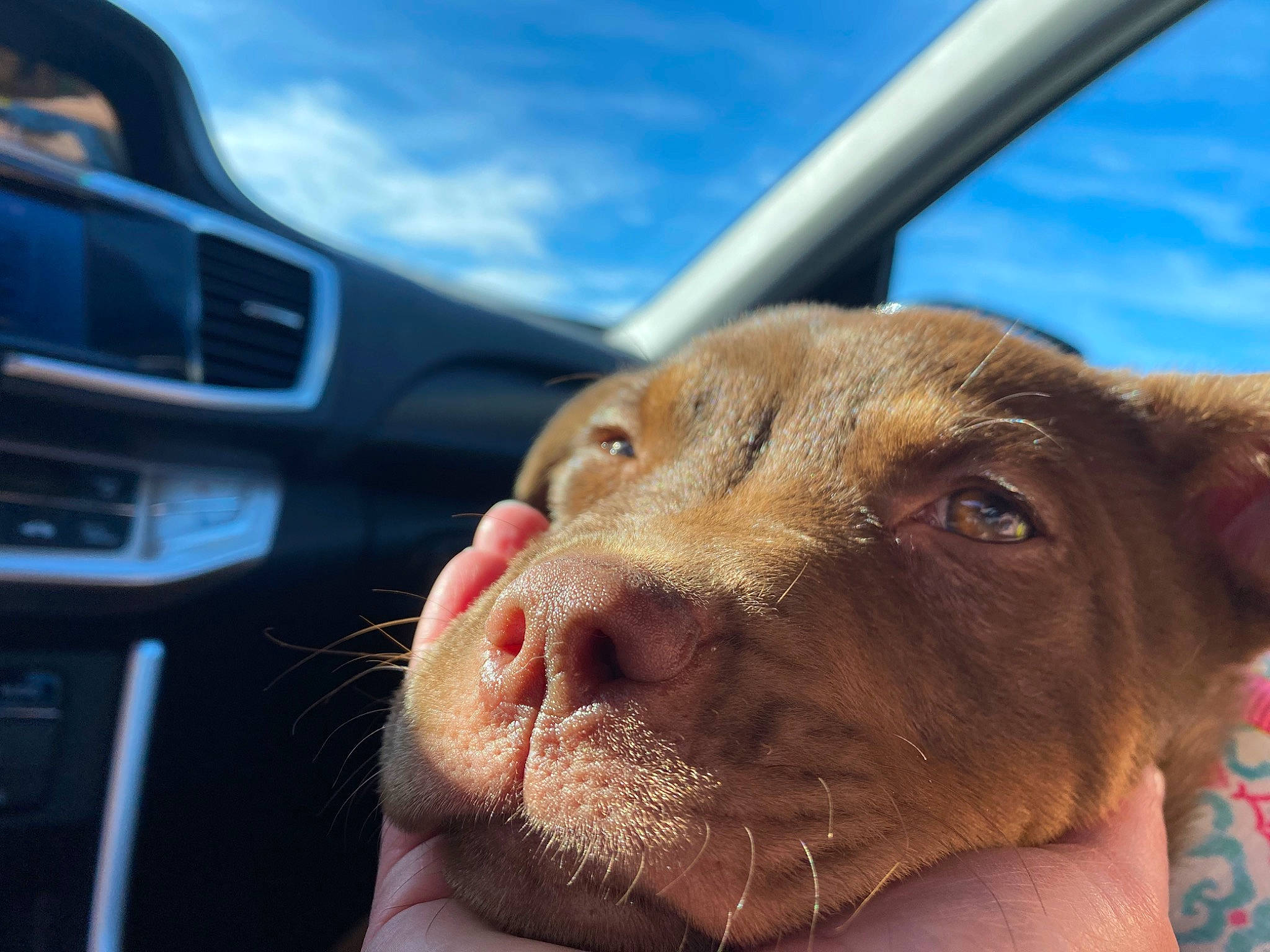 Lakota joined the competition — help win amazing prizes! automotive_exterior, automotive_mirror, car, carnivore, close_up, cloud, companion_dog, dog, dog_breed, fawn, liver, mammal, personal_luxury_car, rear_view_mirror, sky, snout, vehicle_door, whiskers, windshield, working_animal