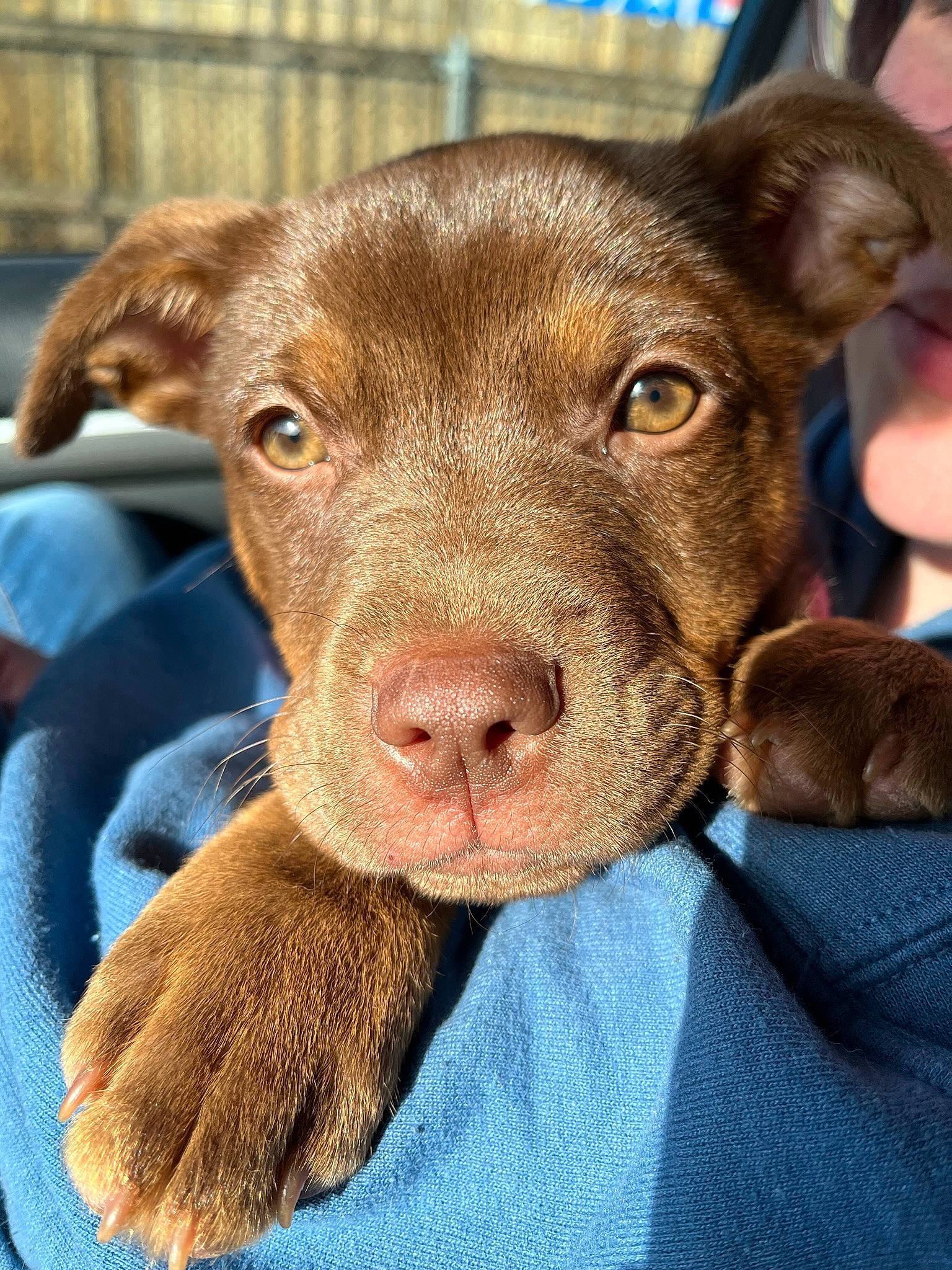 Lakota is registered to the contest to win money with this photo: borador, canidae, carnivore, companion_dog, dog, dog_breed, ear, fawn, fur, gun_dog, liver, non_sporting_group, snout, sporting_group, terrestrial_animal, whiskers, working_animal