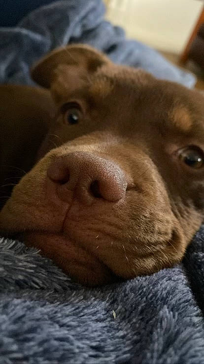 Lakota joined the competition — help win amazing prizes! canidae, carnivore, close_up, companion_dog, dog, dog_breed, ear, fawn, fur, labrador_retriever, liver, pointing_breed, retriever, selfie, snout, sporting_group, terrestrial_animal, whiskers, working_animal, wrinkle