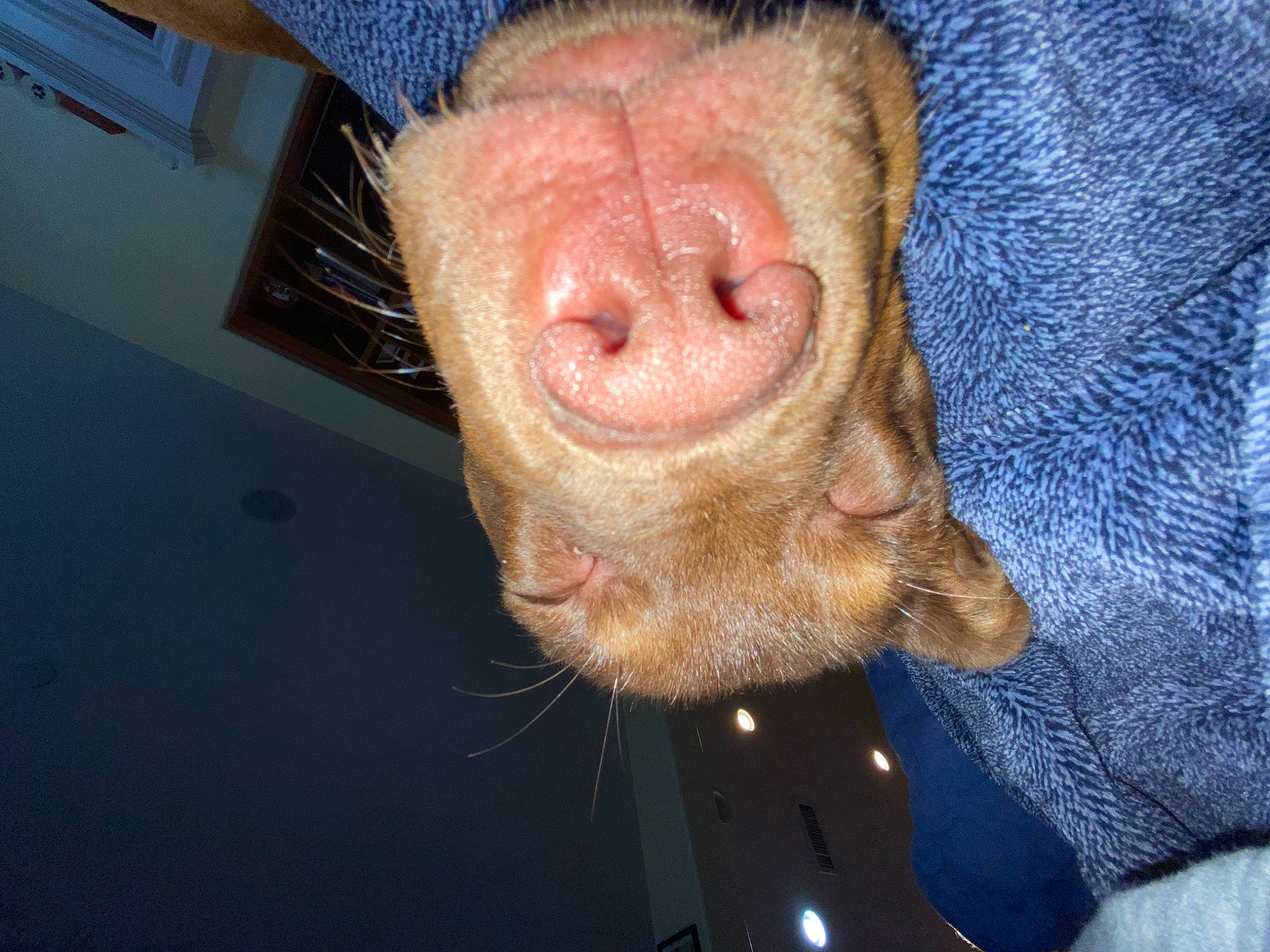 Lakota joined the competition — help win amazing prizes! canidae, carnivore, cat, claw, comfort, dog_breed, ear, electric_blue, fawn, felidae, foot, fur, liver, paw, small_to_medium_sized_cats, snout, sporting_group, whiskers, wrinkle