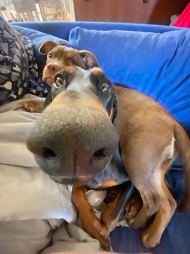 Kiowa is registered to the contest to win money with this photo: canidae, carnivore, comfort, companion_dog, couch, dog, dog_breed, fawn, guard_dog, hound, linens, nap, non_sporting_group, puppy, sighthound, snout, sporting_group, terrestrial_animal, toy_dog, working_animal