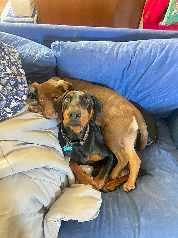 Kiowa joined the competition — help win amazing prizes! canidae, carnivore, comfort, companion_dog, couch, dog, dog_breed, dog_supply, fawn, guard_dog, hound, linens, pillow, scent_hound, sitting, sporting_group, working_animal, working_dog